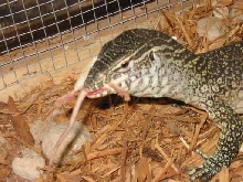 baby nile monitor eating