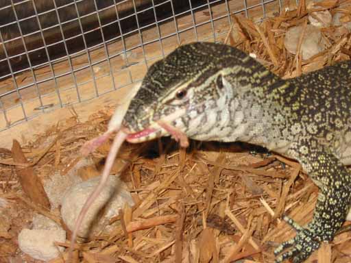 baby nile monitor eating