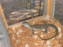 nile monitor
