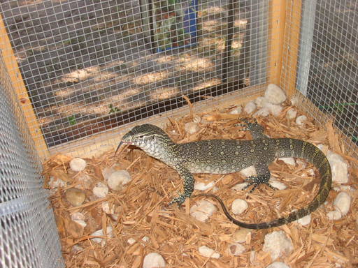 nile monitor