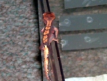 Hatchling Pre-shed