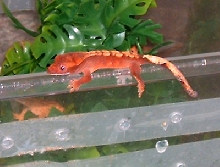 Hatchling Post-shed