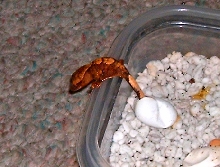 Hatching