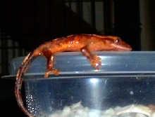 Hatchling 2 Pre-shed