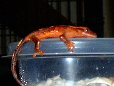 Hatchling 2 Pre-shed
