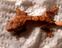 Hatchling 2 Post-shed