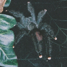My A. Aviculara "Sal"