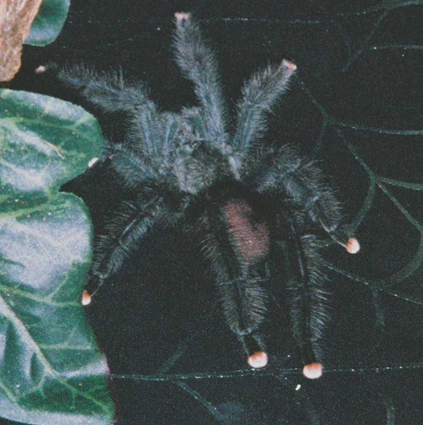 My A. Aviculara "Sal"