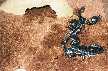 My two emperor scorpions Serenity and Strongbad