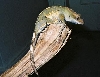 My 50g Female harliquin crested