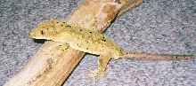 My male dalmation crested 2004 breeder