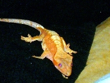 Same creamish-sicle female