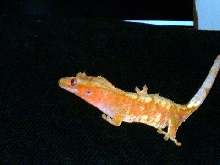 One of my female cresteds