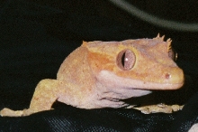 Female '04 breeder close-up