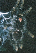 Buisness end of my A. Aviculara "Sal"