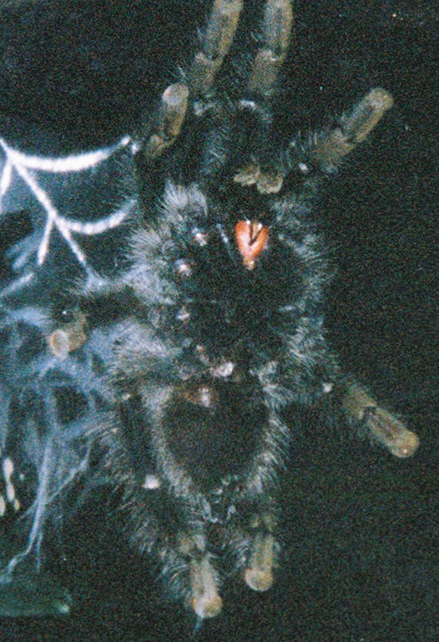 Buisness end of my A. Aviculara "Sal"
