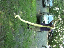 Side View Female Albino Retic