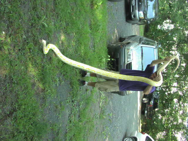 Side View Female Albino Retic