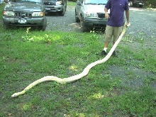Albino Retic Female