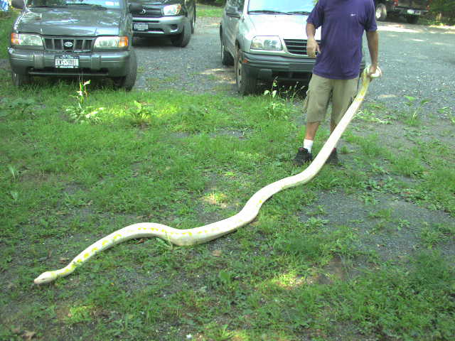 Albino Retic Female