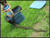 Papuan Female 1