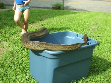 Papuan Female 1