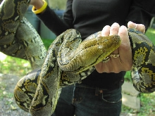 2003 Female Yellowhead