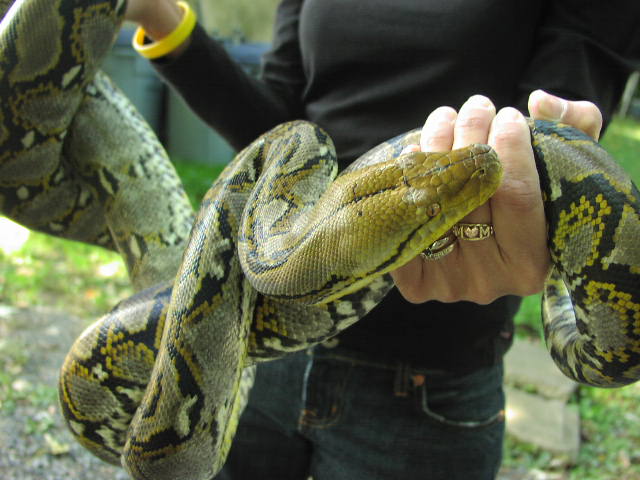 2003 Female Yellowhead