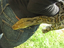 2003 Female Yellowhead