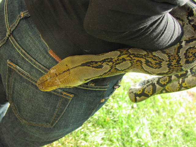 2003 Female Yellowhead
