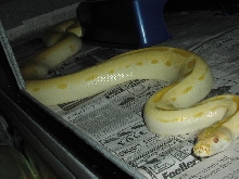 Albino Green Burmese Male