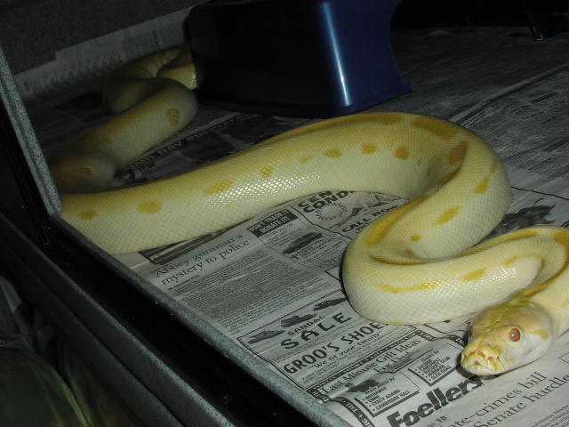 Albino Green Burmese Male