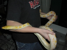 Female Albino Retic Early 04