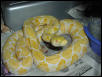 White Albino Retic Female