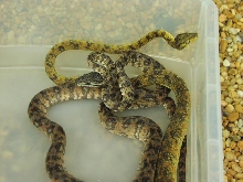 Amazon Tree Boas