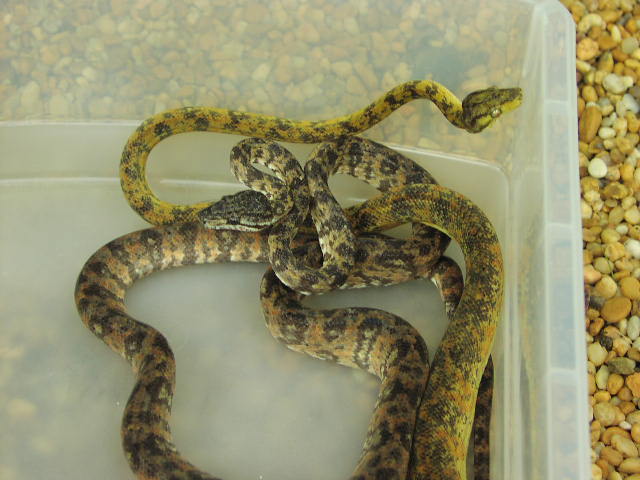 Amazon Tree Boas