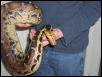 Borneo Short Tail Male
