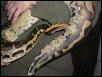 Borneo Short Tail Male