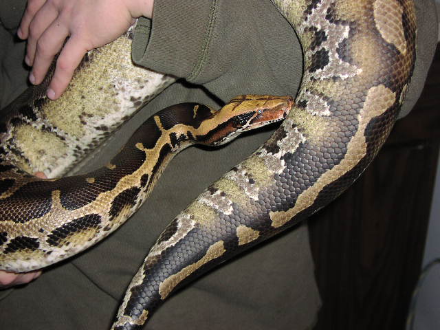 Borneo Short Tail Male