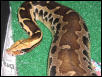 Borneo Short Tail