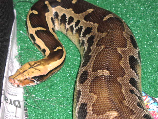 Borneo Short Tail