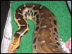 Borneo Short Tail
