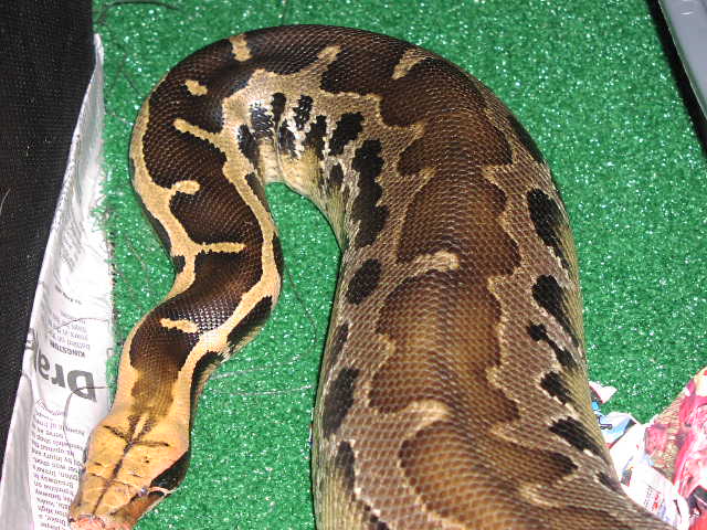 Borneo Short Tail