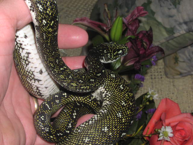 '99 Pure Diamond Male