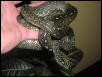 '99 Pure Diamond Male