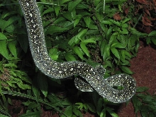 Diamond Male Juvi