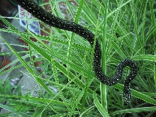Diamond Male Juvi
