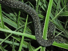 Diamond Male Juvi