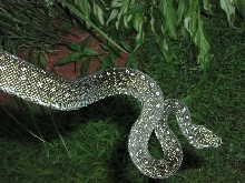 Diamond Male Juvi