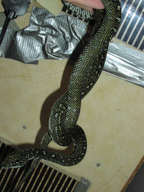 Pure Diamond Male Juvi